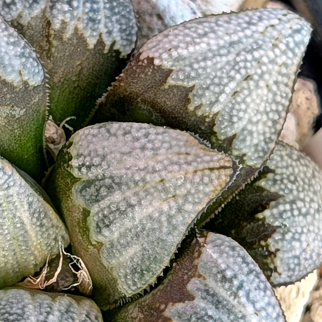 Haworthia groenewaldii hybrid series PP306 #41