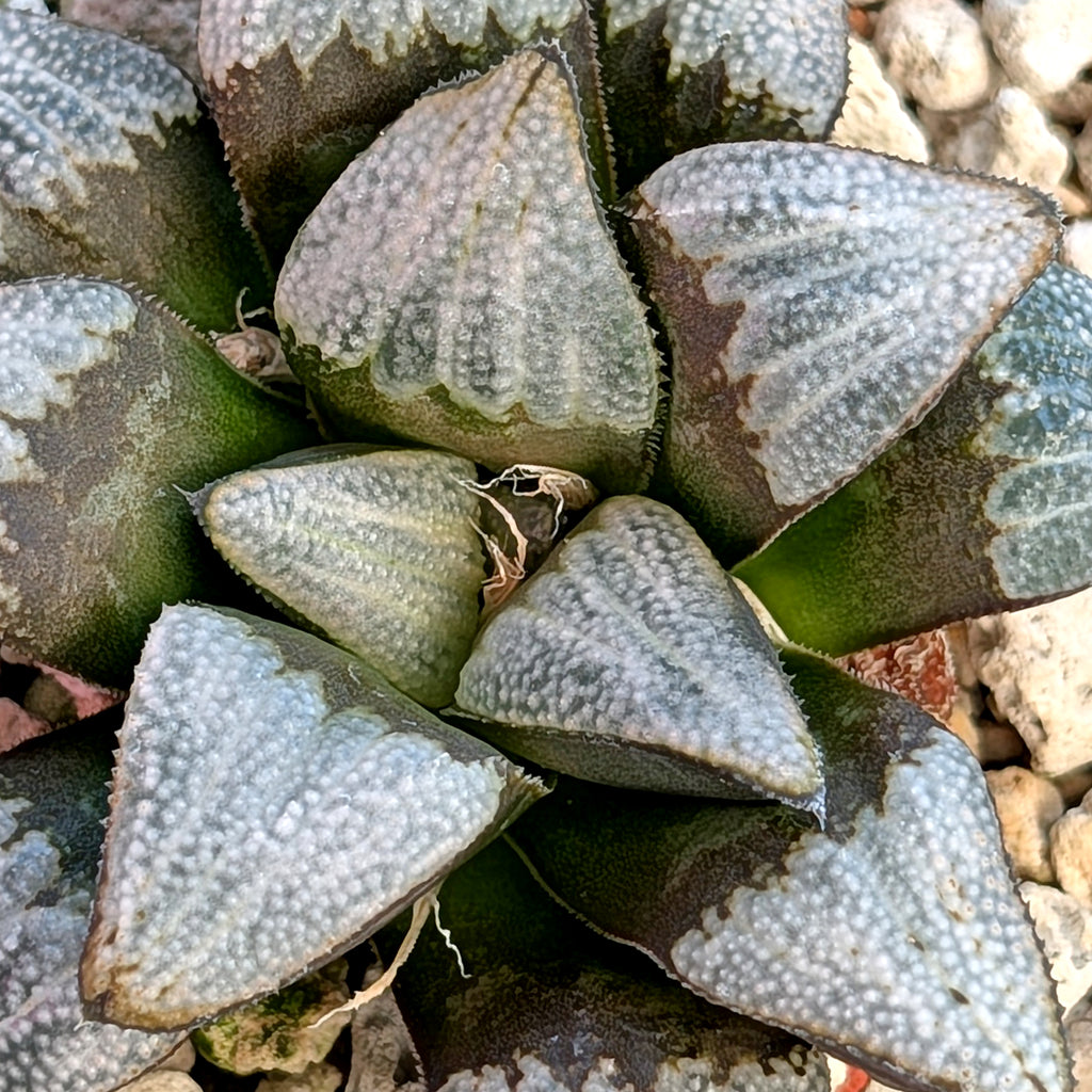 Haworthia groenewaldii hybrid series PP306 #41