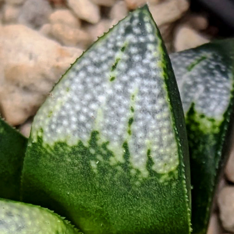 Haworthia groenewaldii hybrid series PP306 #c