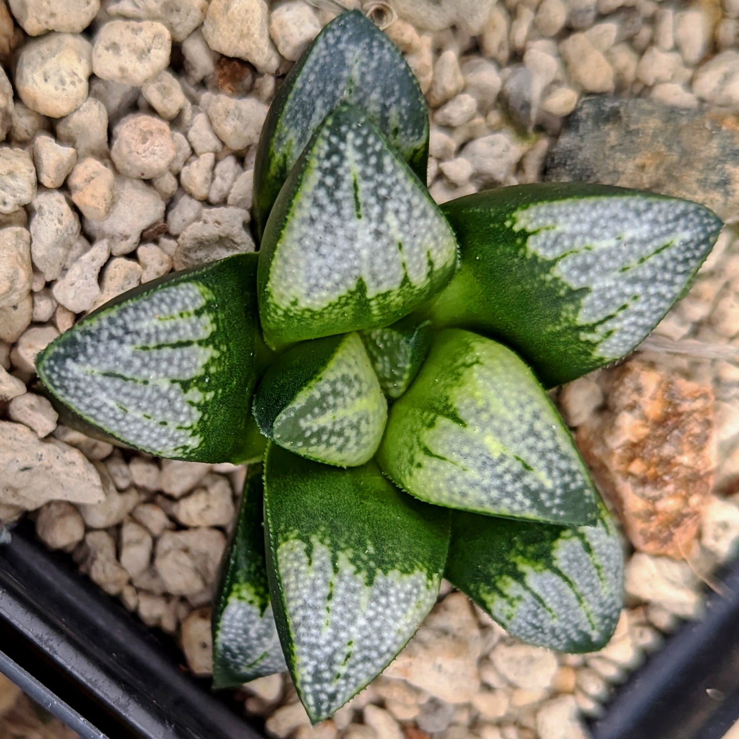 Haworthia groenewaldii hybrid series PP306 #c