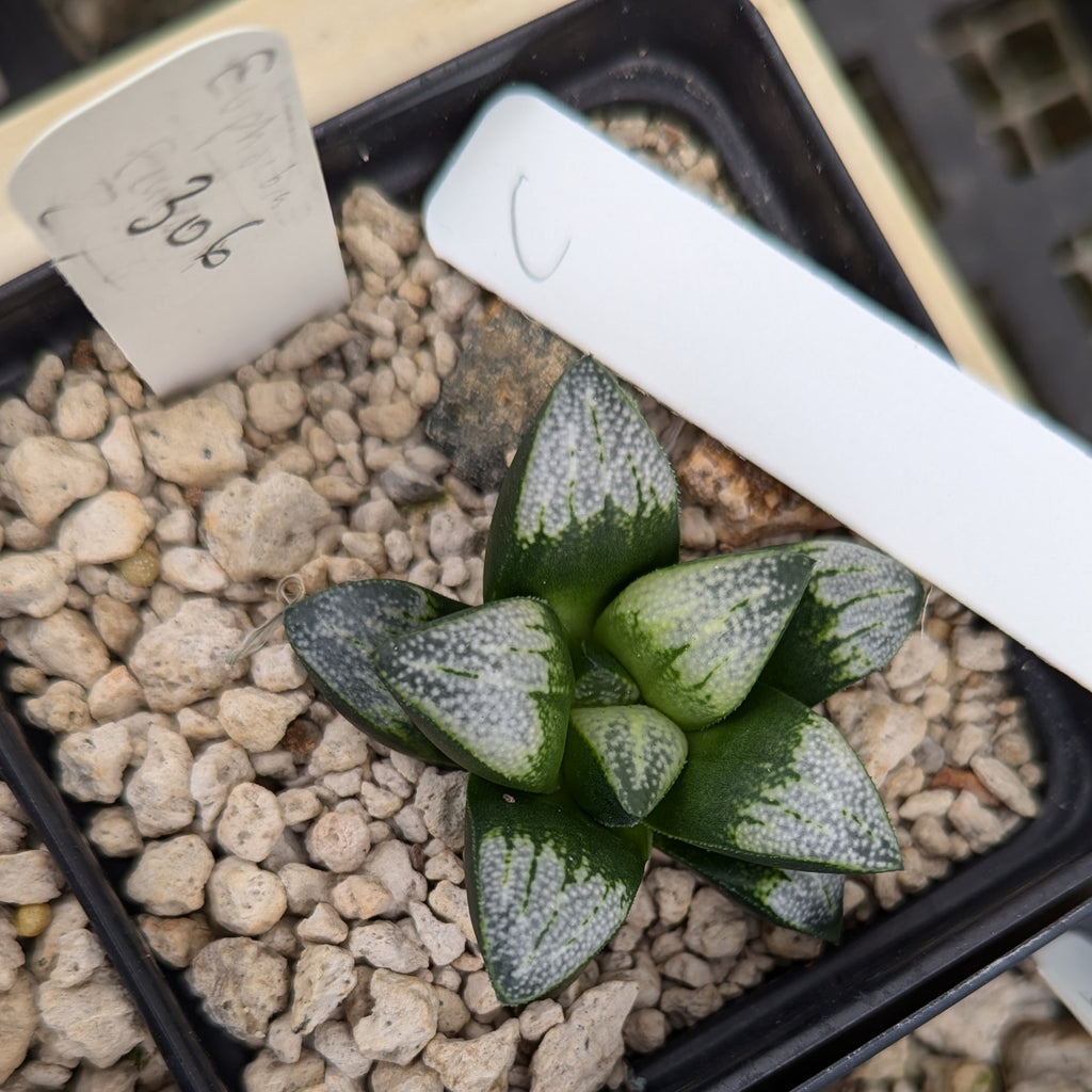 Haworthia groenewaldii hybrid series PP306 #c