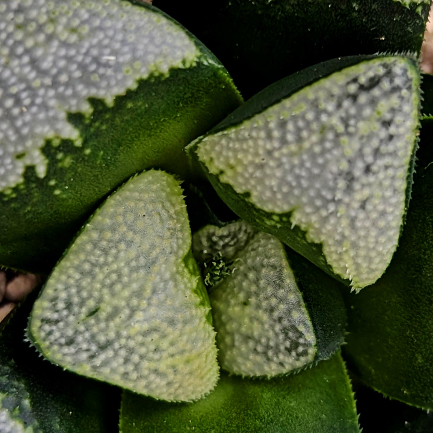 Haworthia groenewaldii hybrid series PP306 #d