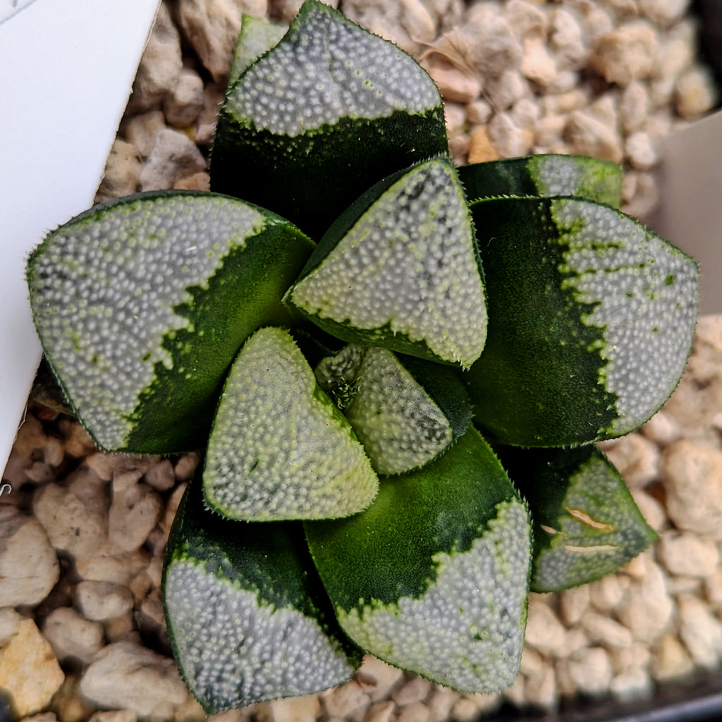 Haworthia groenewaldii hybrid series PP306 #d