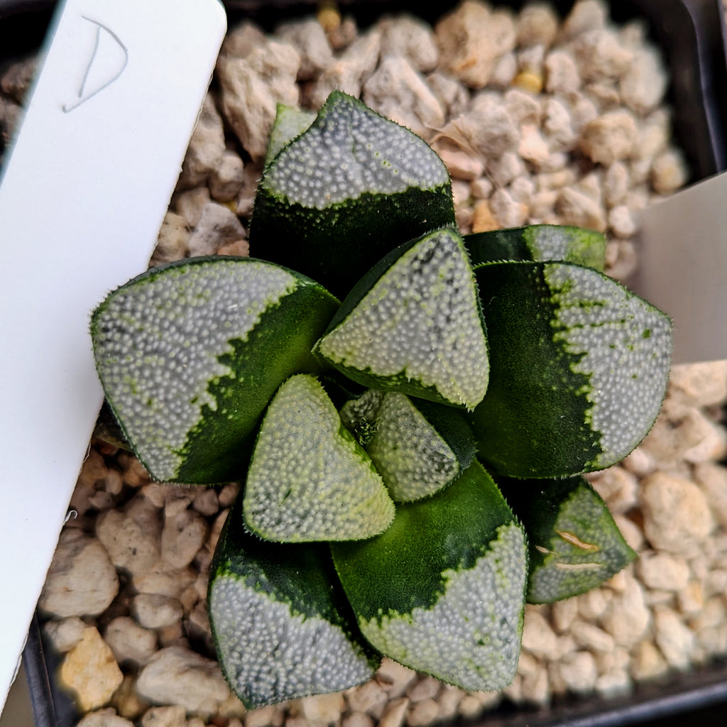 Haworthia groenewaldii hybrid series PP306 #d