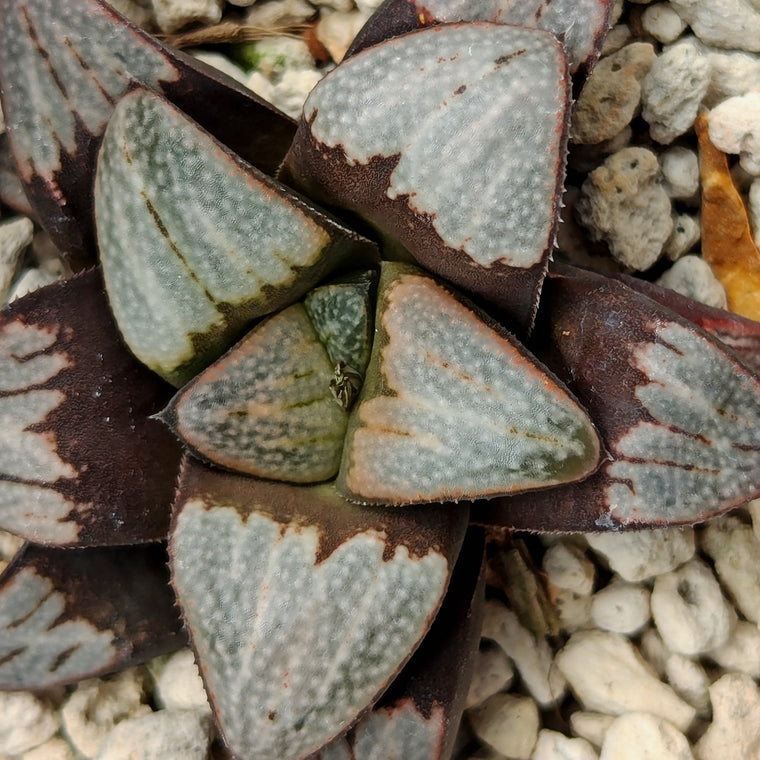 Haworthia groenewaldii hybrid series PP306 #f