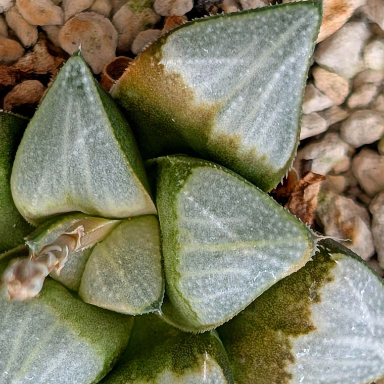 Haworthia groenewaldii hybrid series PP307 #5  9 year old plant