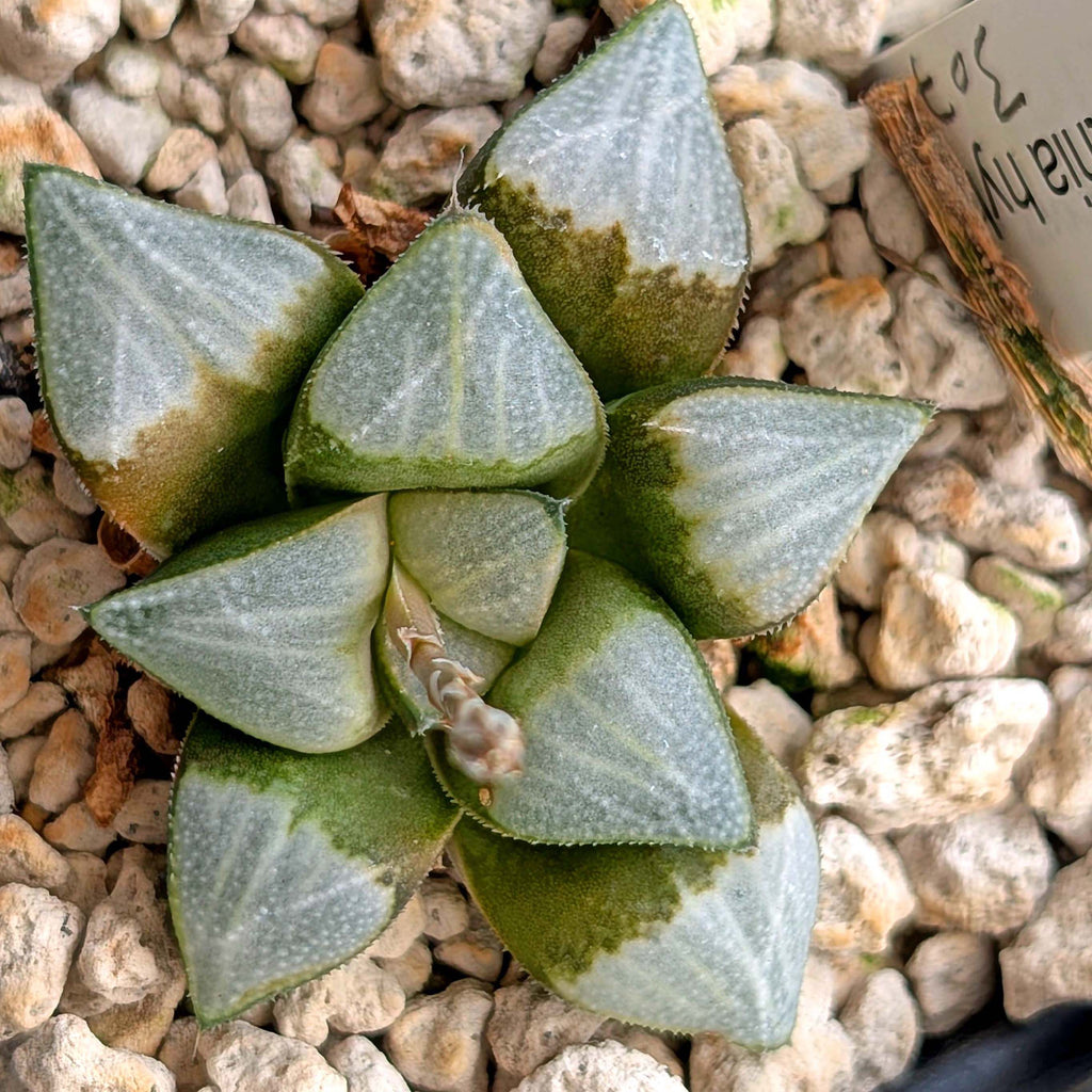Haworthia groenewaldii hybrid series PP307 #5  9 year old plant