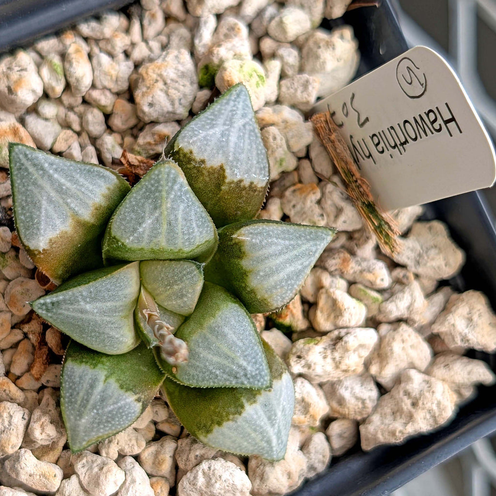 Haworthia groenewaldii hybrid series PP307 #5  9 year old plant