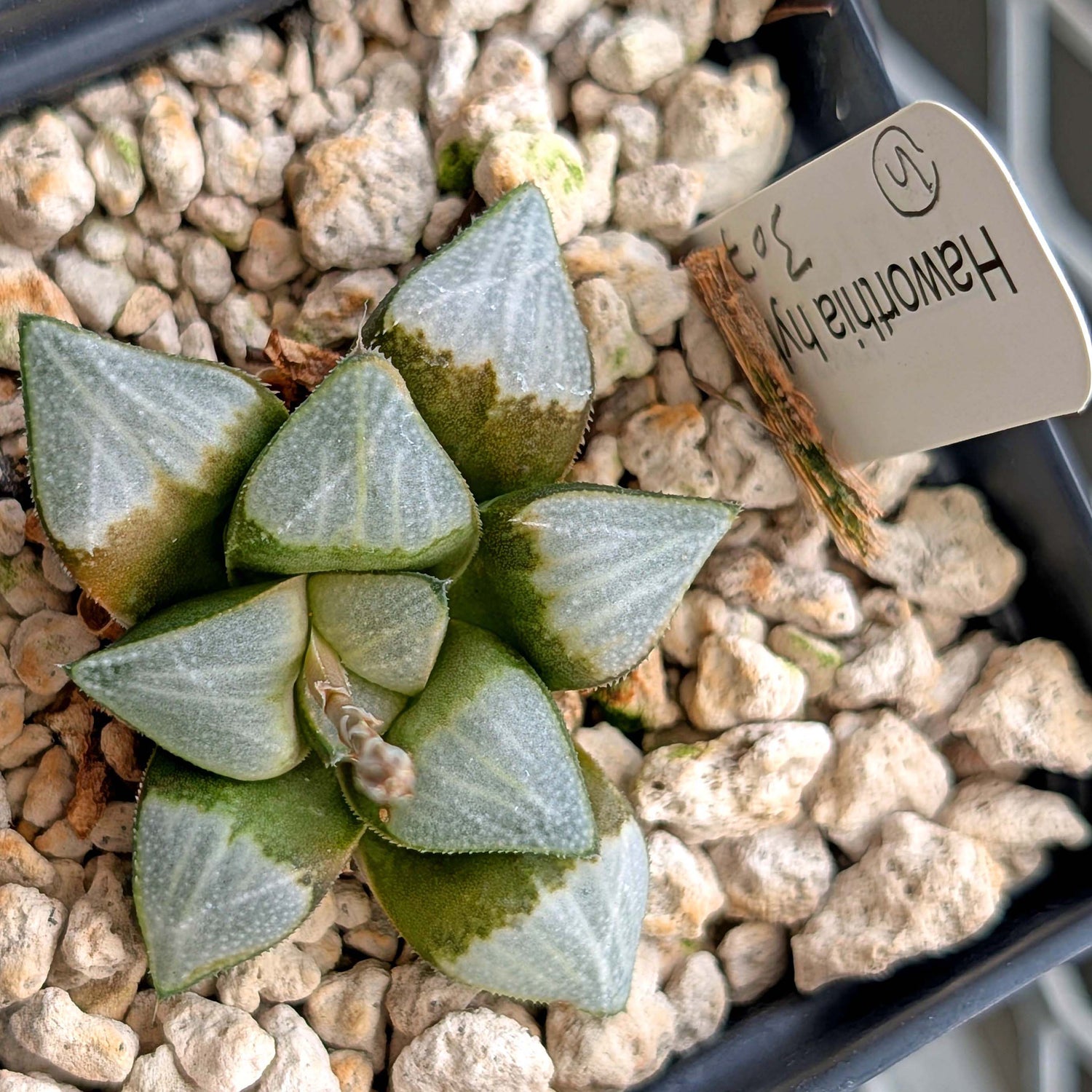 Haworthia groenewaldii hybrid series PP307 #5  9 year old plant