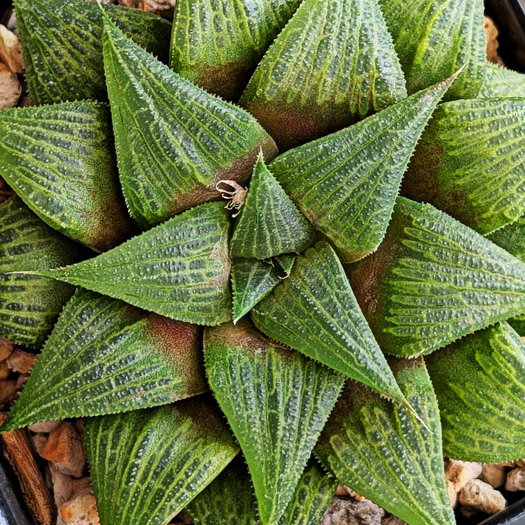Haworthia hybrid series PP326 #23