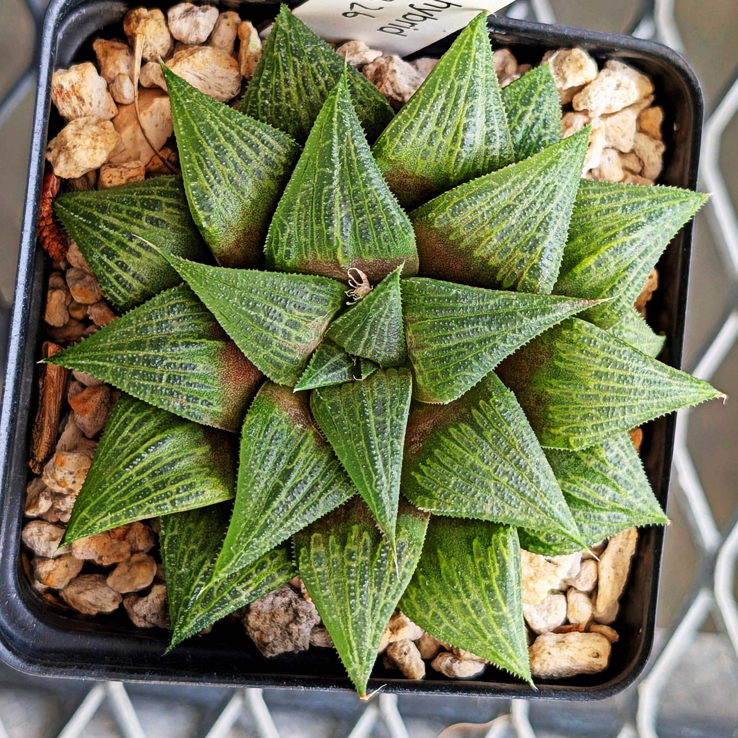 Haworthia hybrid series PP326 #23