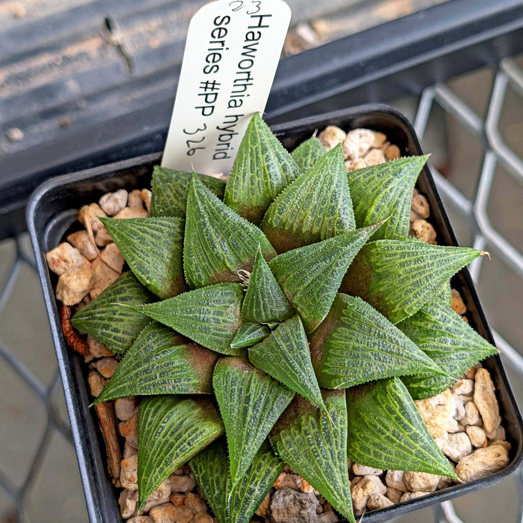 Haworthia hybrid series PP326 #23