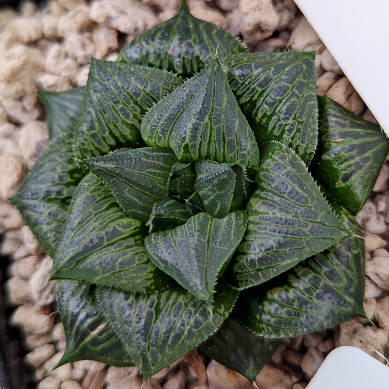 Haworthia hybrid series PP326 #k