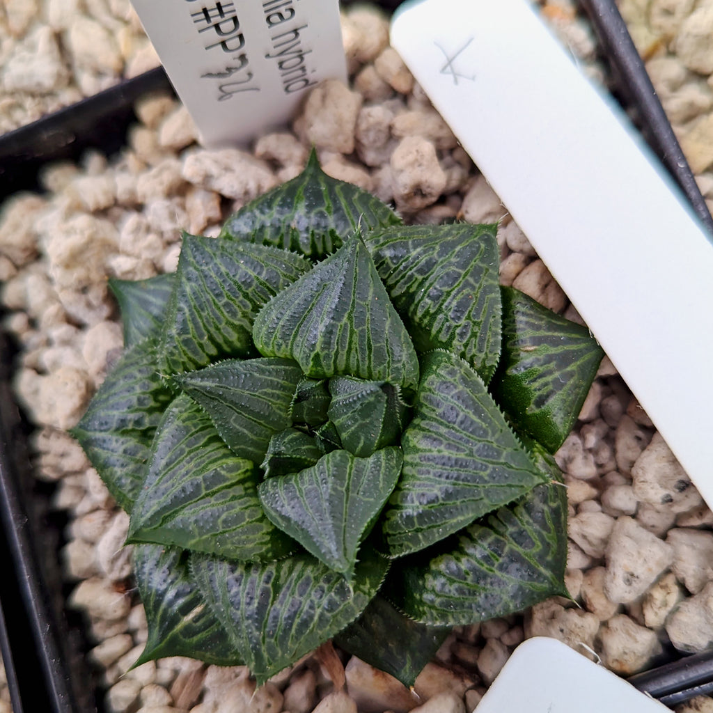 Haworthia hybrid series PP326 #k