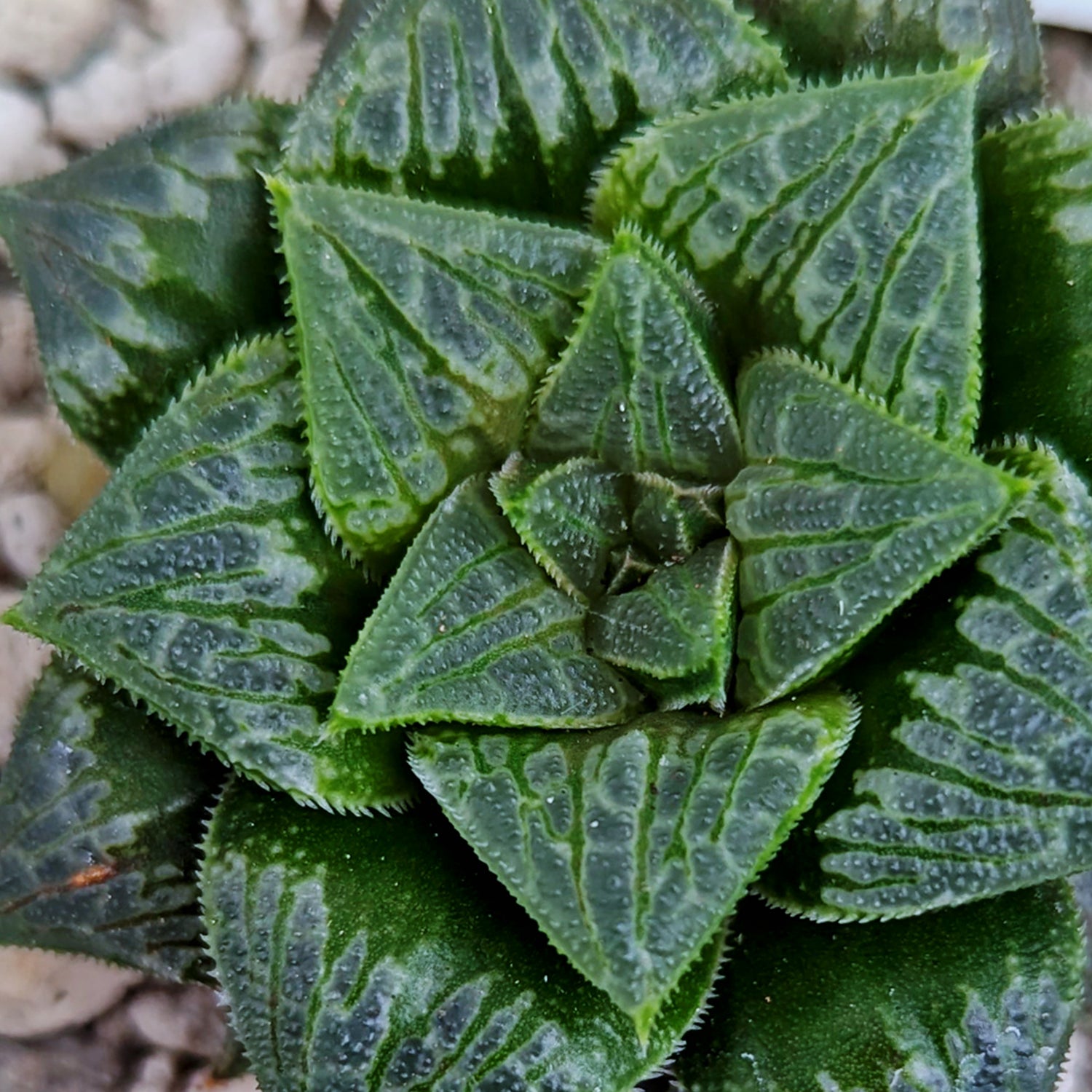 Haworthia hybrid series PP326 #m