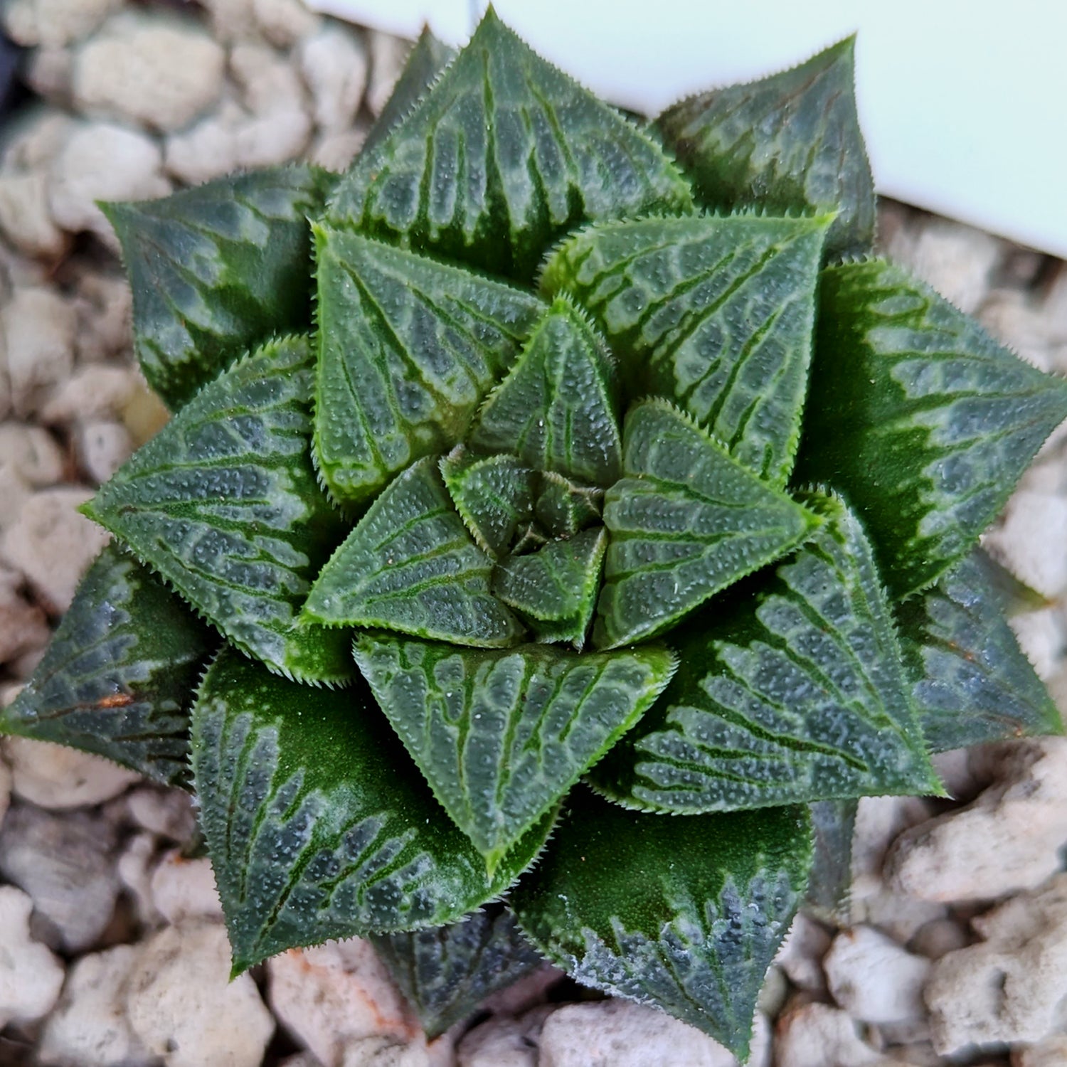 Haworthia hybrid series PP326 #m