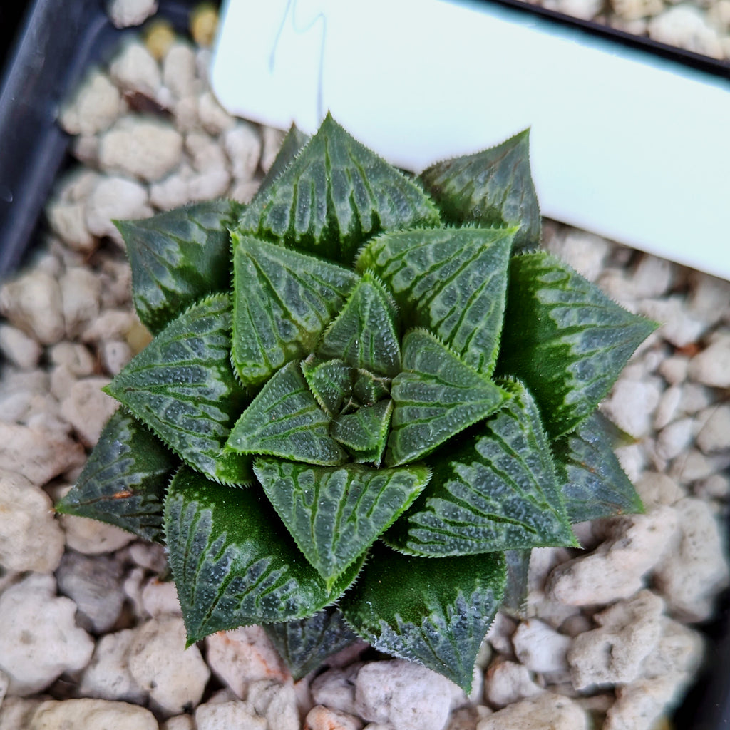 Haworthia hybrid series PP326 #m