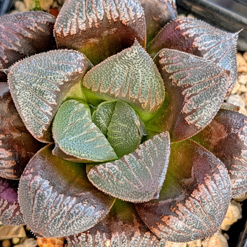 Haworthia PP326 hybrid series #15