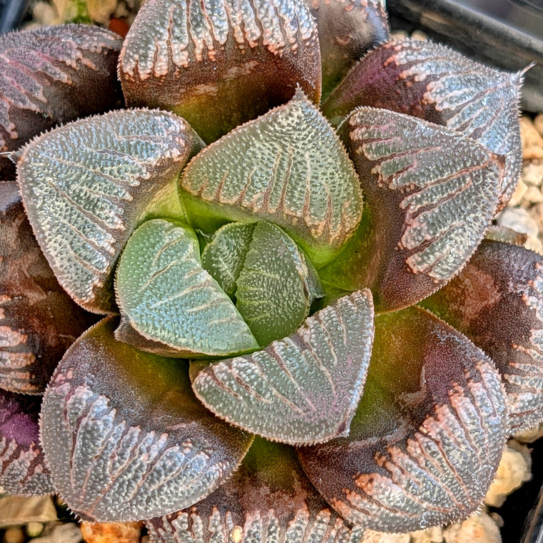 Haworthia PP326 hybrid series #15