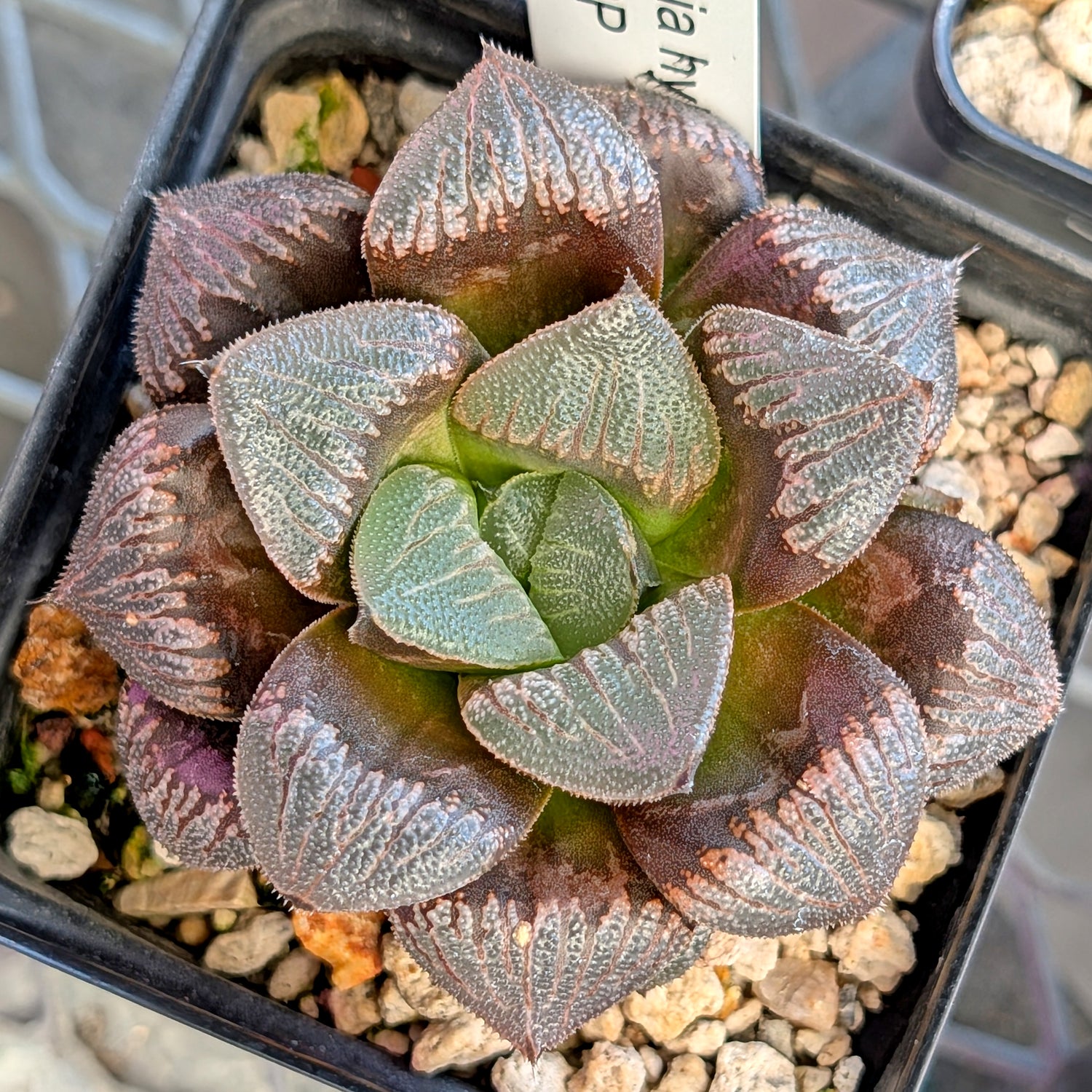 Haworthia PP326 hybrid series #15