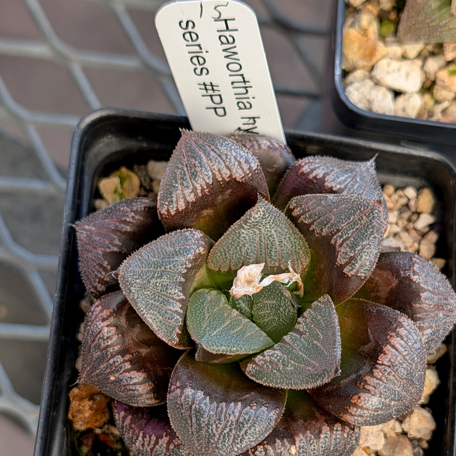 Haworthia PP326 hybrid series #15