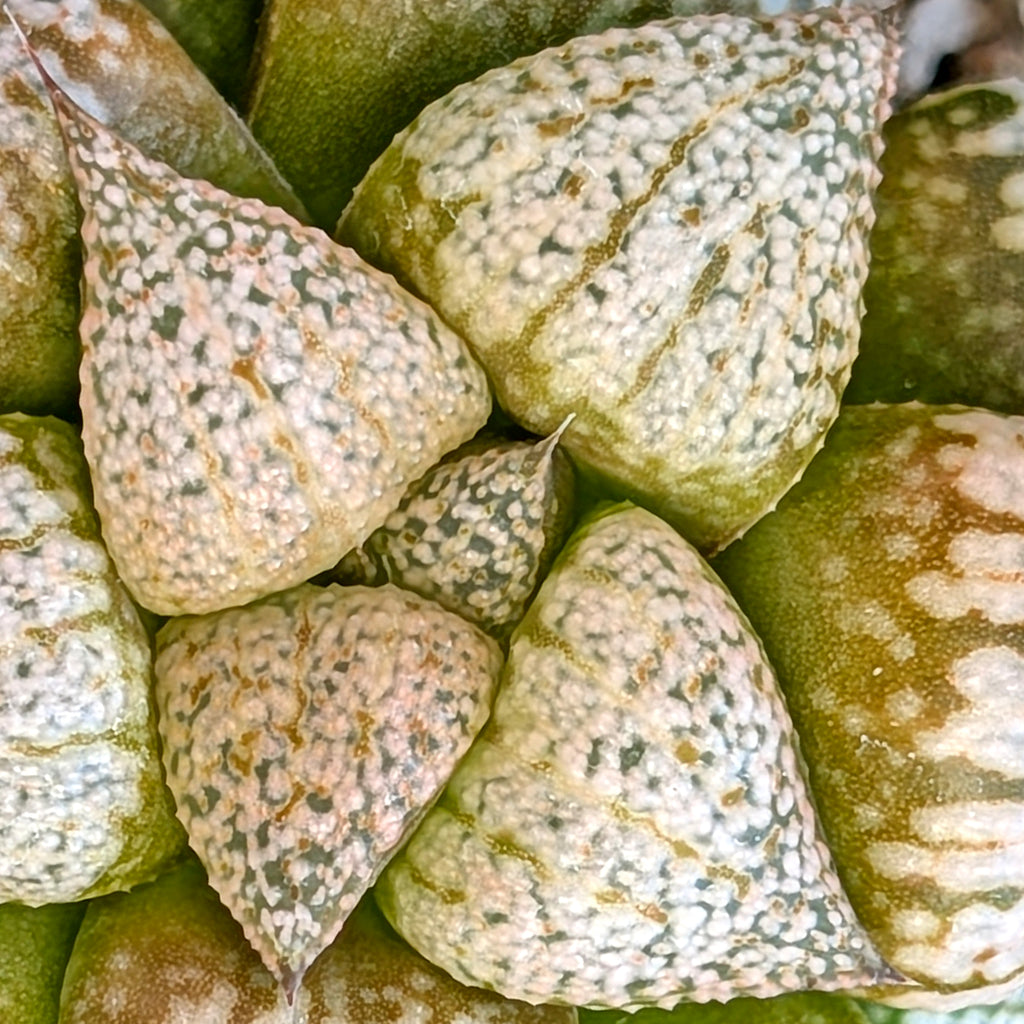Haworthia "PP332" picta x Empress hybrid series #26