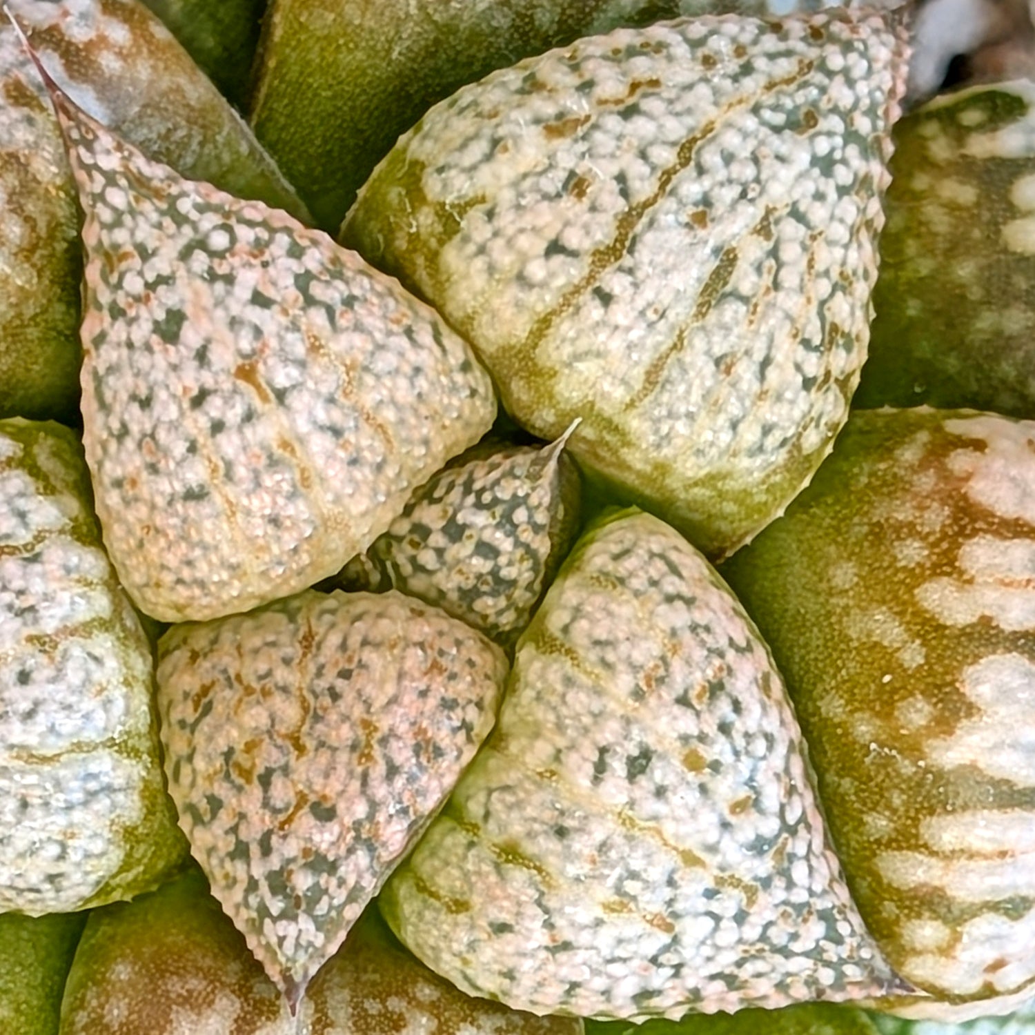Haworthia "PP332" picta x Empress hybrid series #26