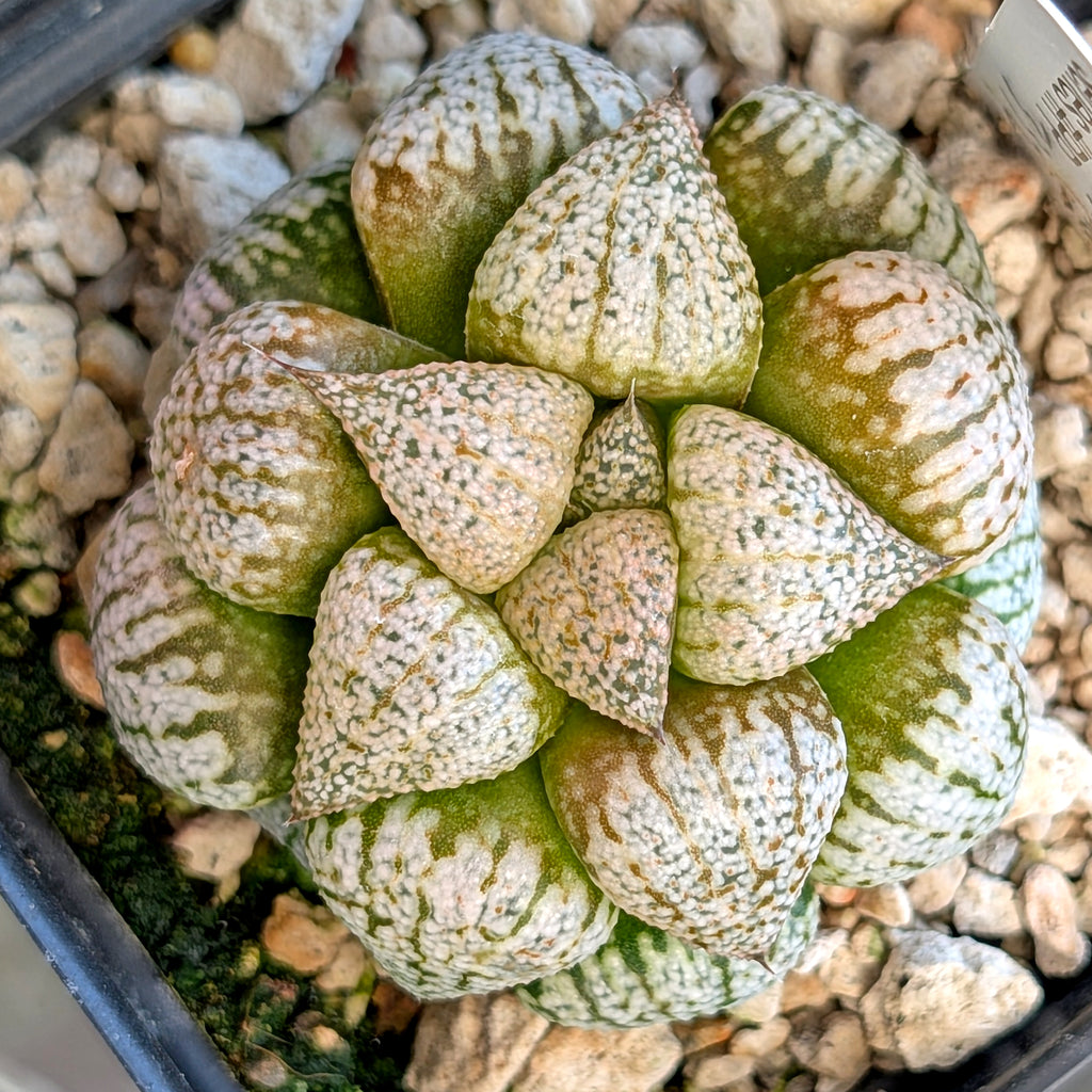 Haworthia "PP332" picta x Empress hybrid series #26