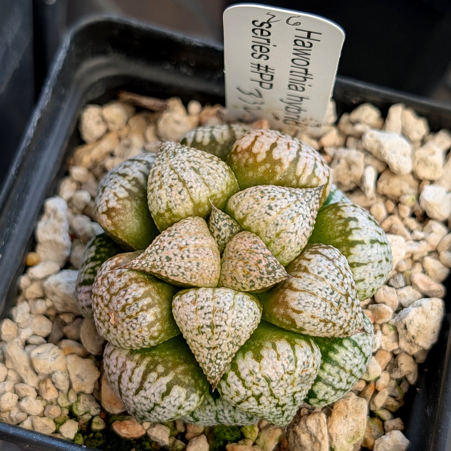 Haworthia "PP332" picta x Empress hybrid series #26