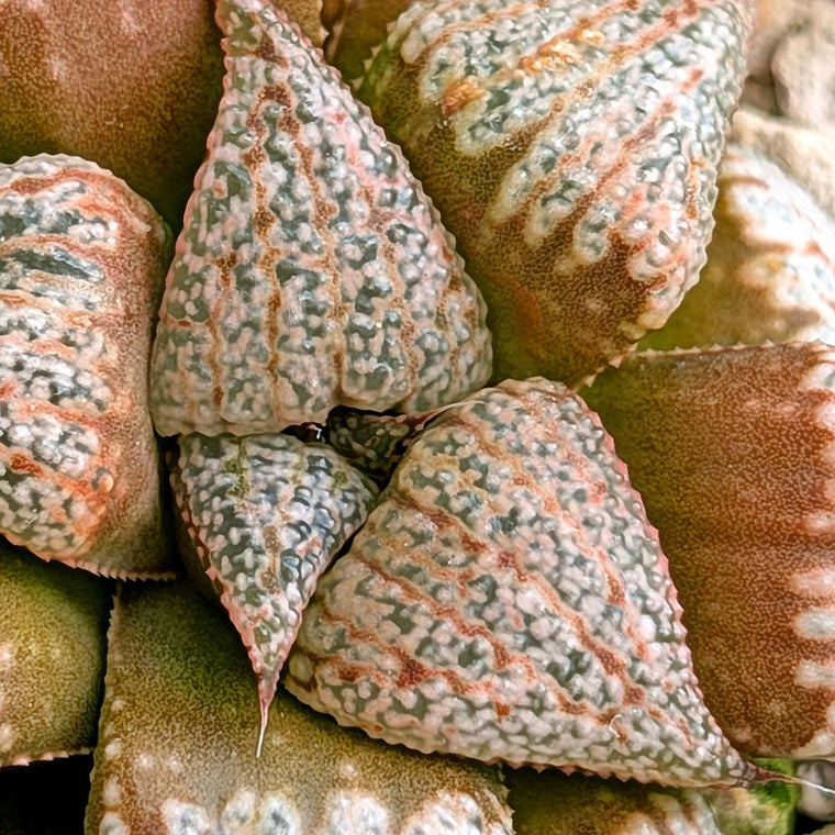 Haworthia hybrid series PP355 #2