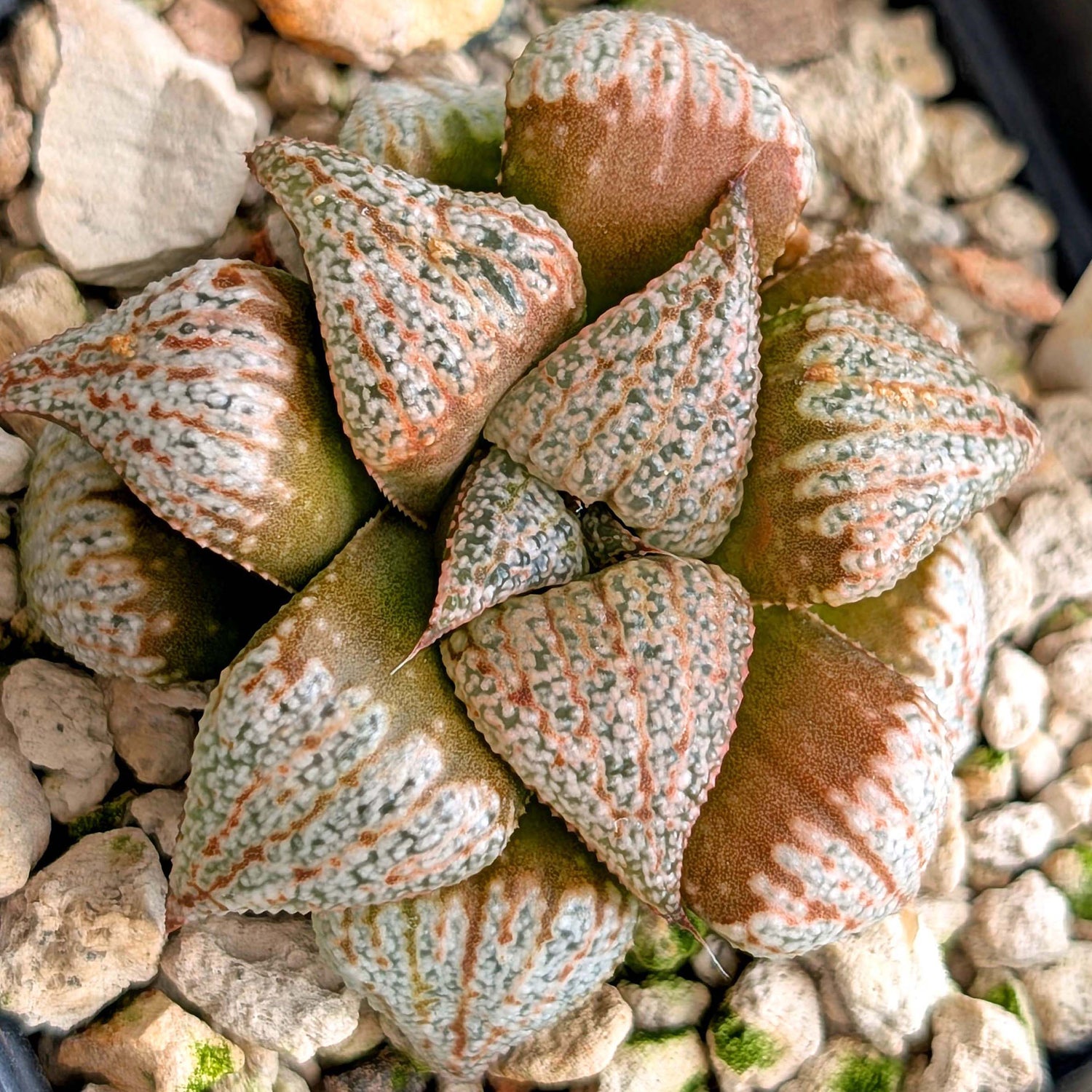 Haworthia hybrid series PP355 #2