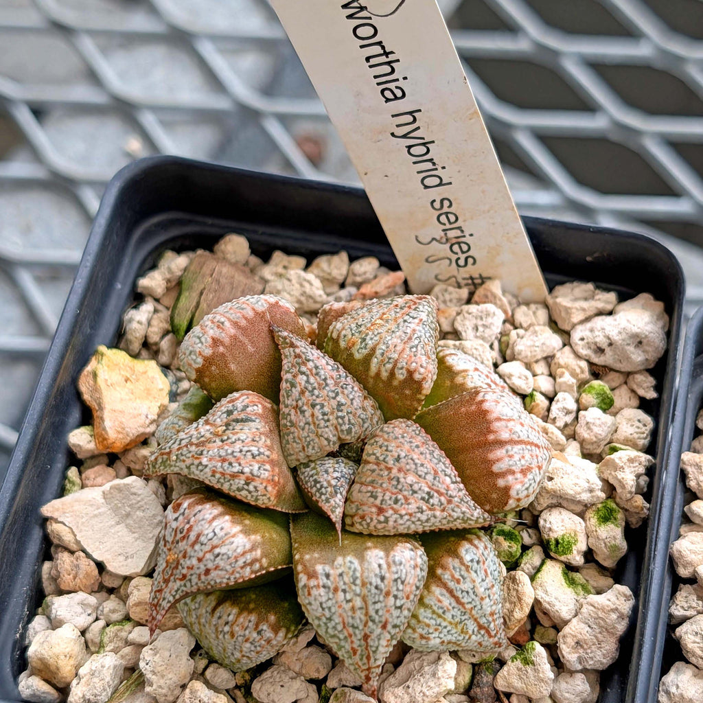 Haworthia hybrid series PP355 #2