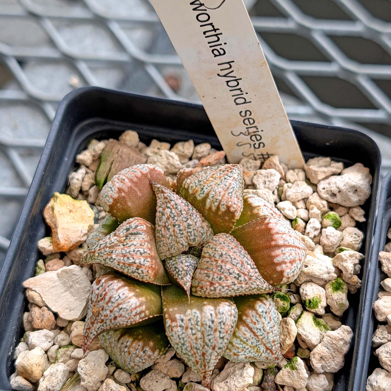 Haworthia hybrid series PP355 #2