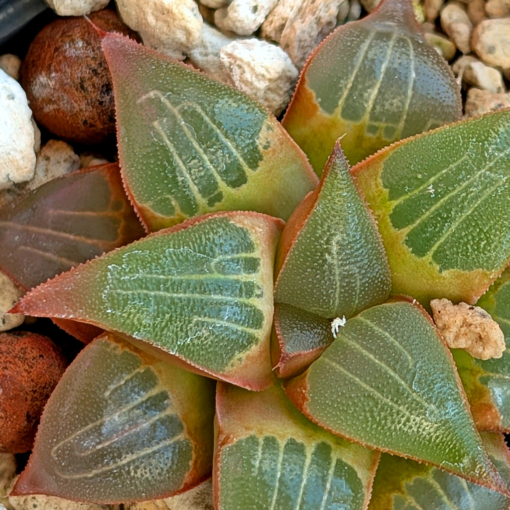 Haworthia  hybrid series PP338 #20