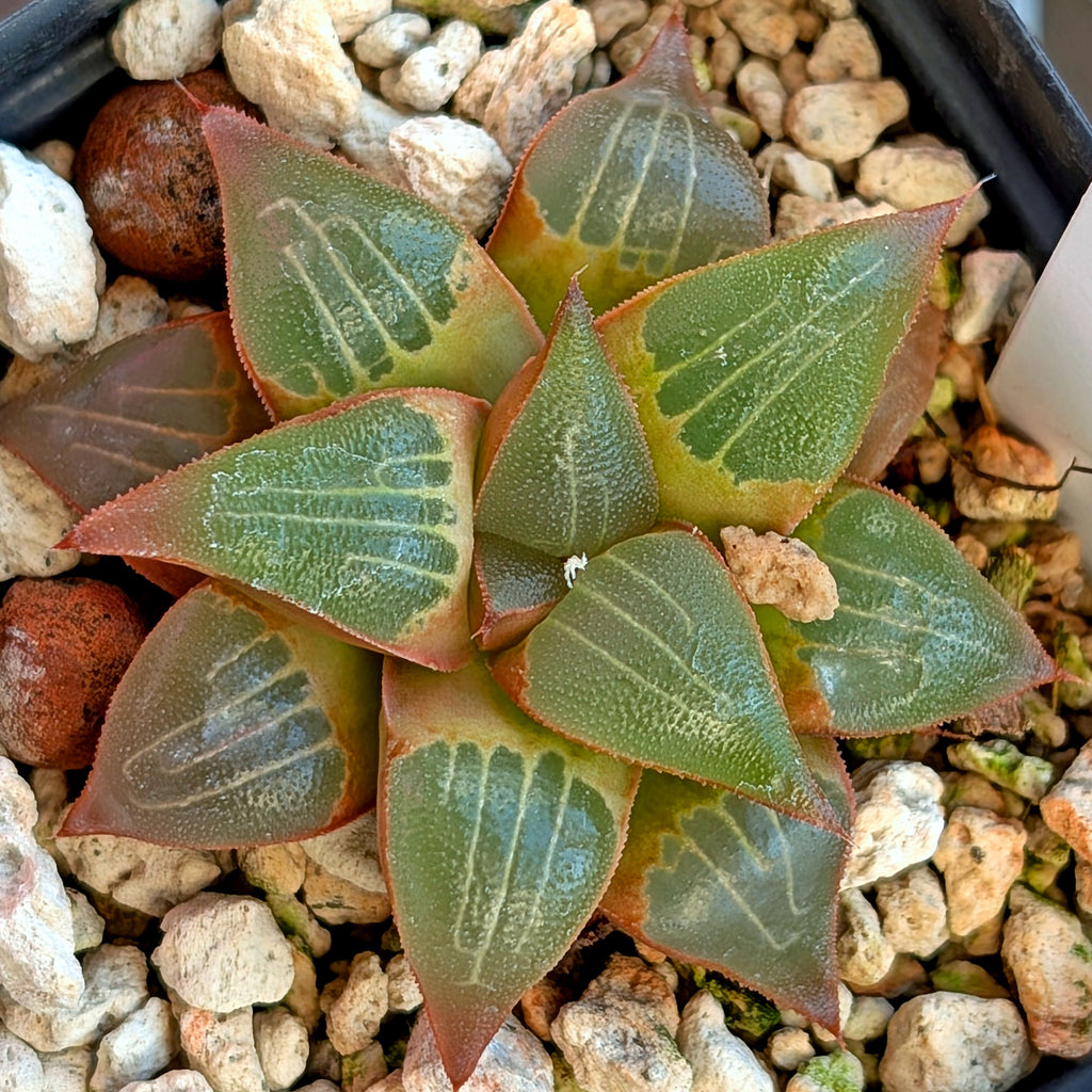 Haworthia  hybrid series PP338 #20