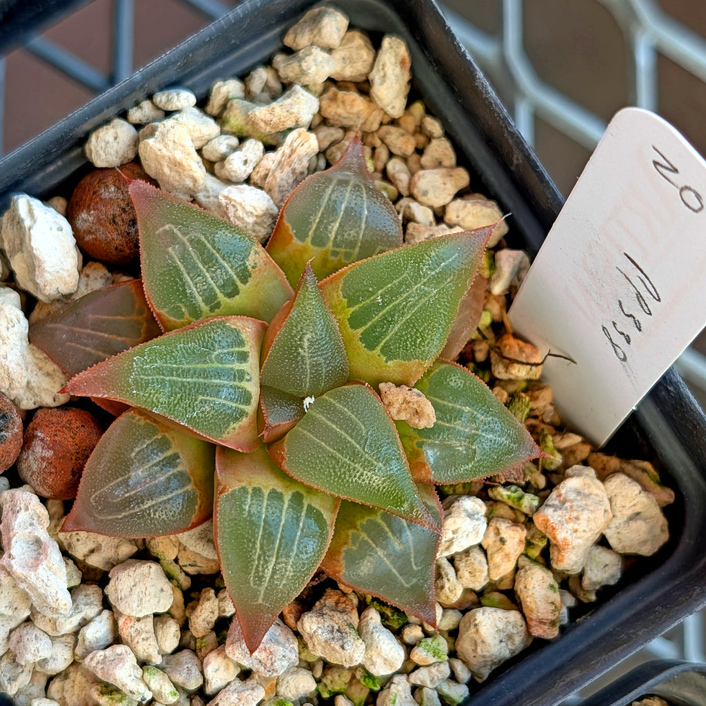 Haworthia  hybrid series PP338 #20
