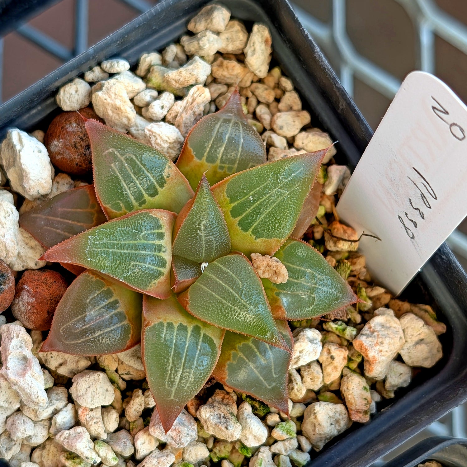 Haworthia  hybrid series PP338 #20