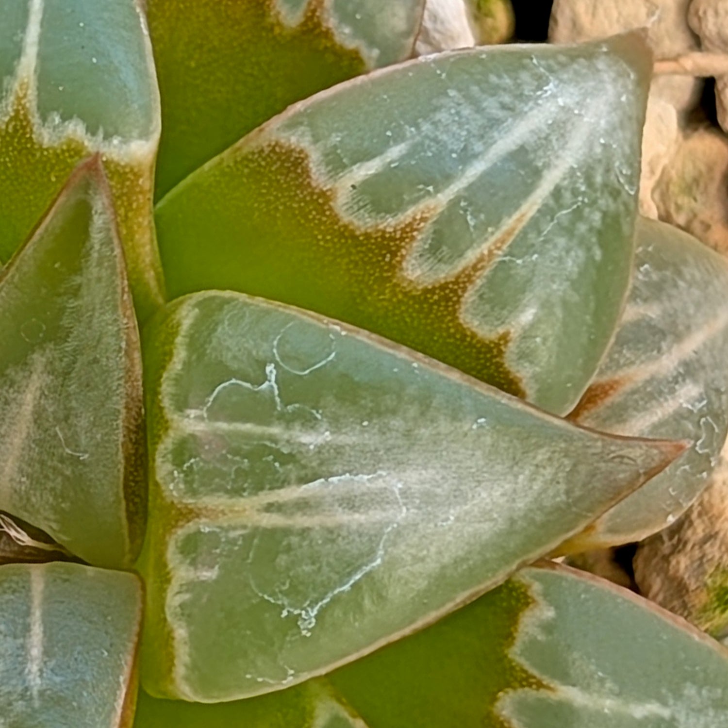 Haworthia PP644 White Widow hybrid series #29