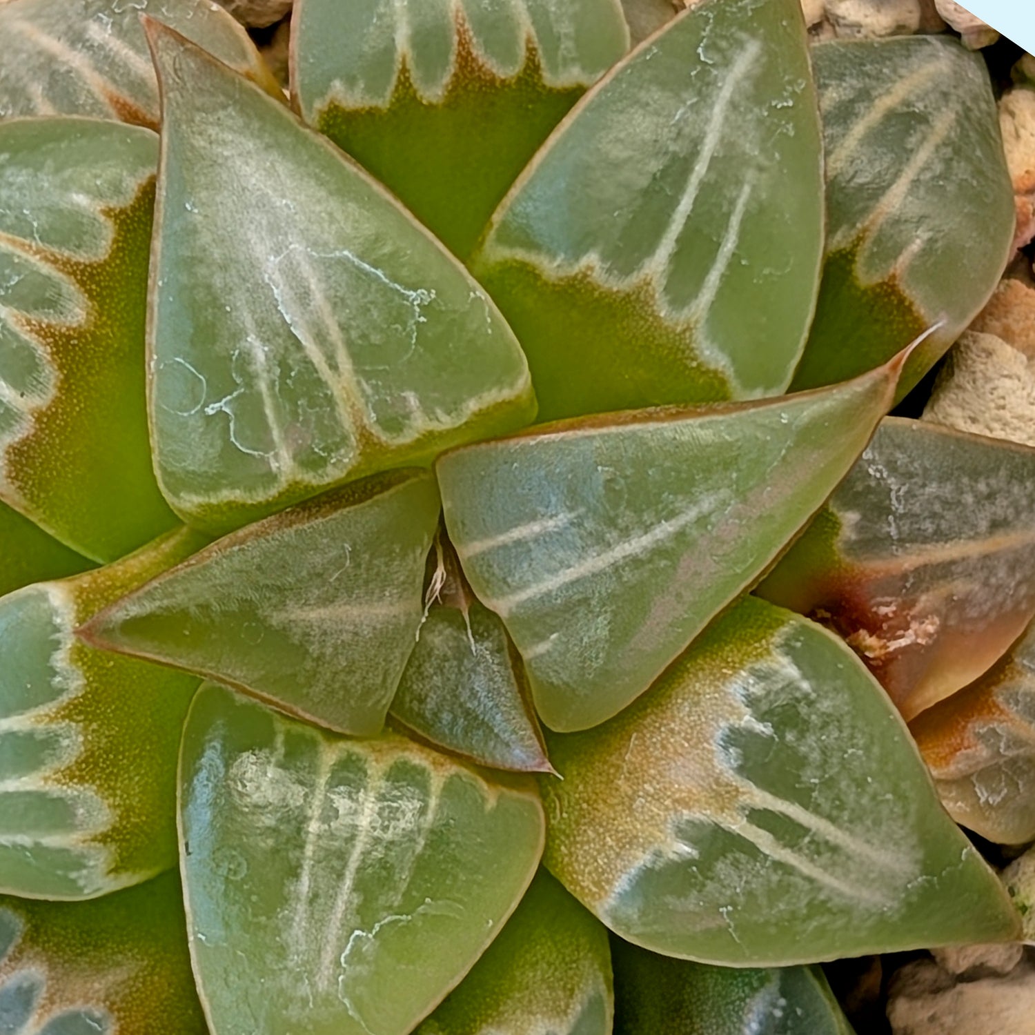 Haworthia PP644 White Widow hybrid series #29