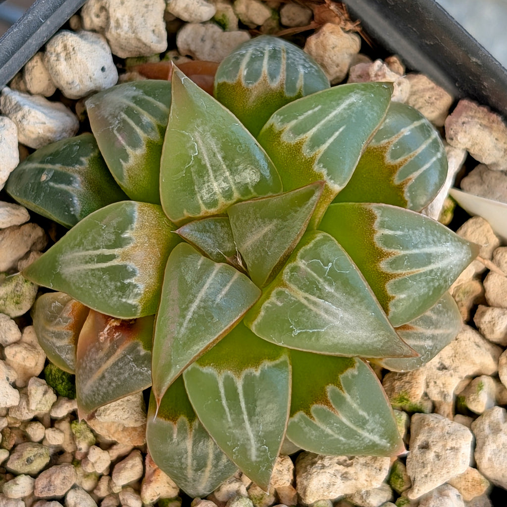 Haworthia PP644 White Widow hybrid series #29