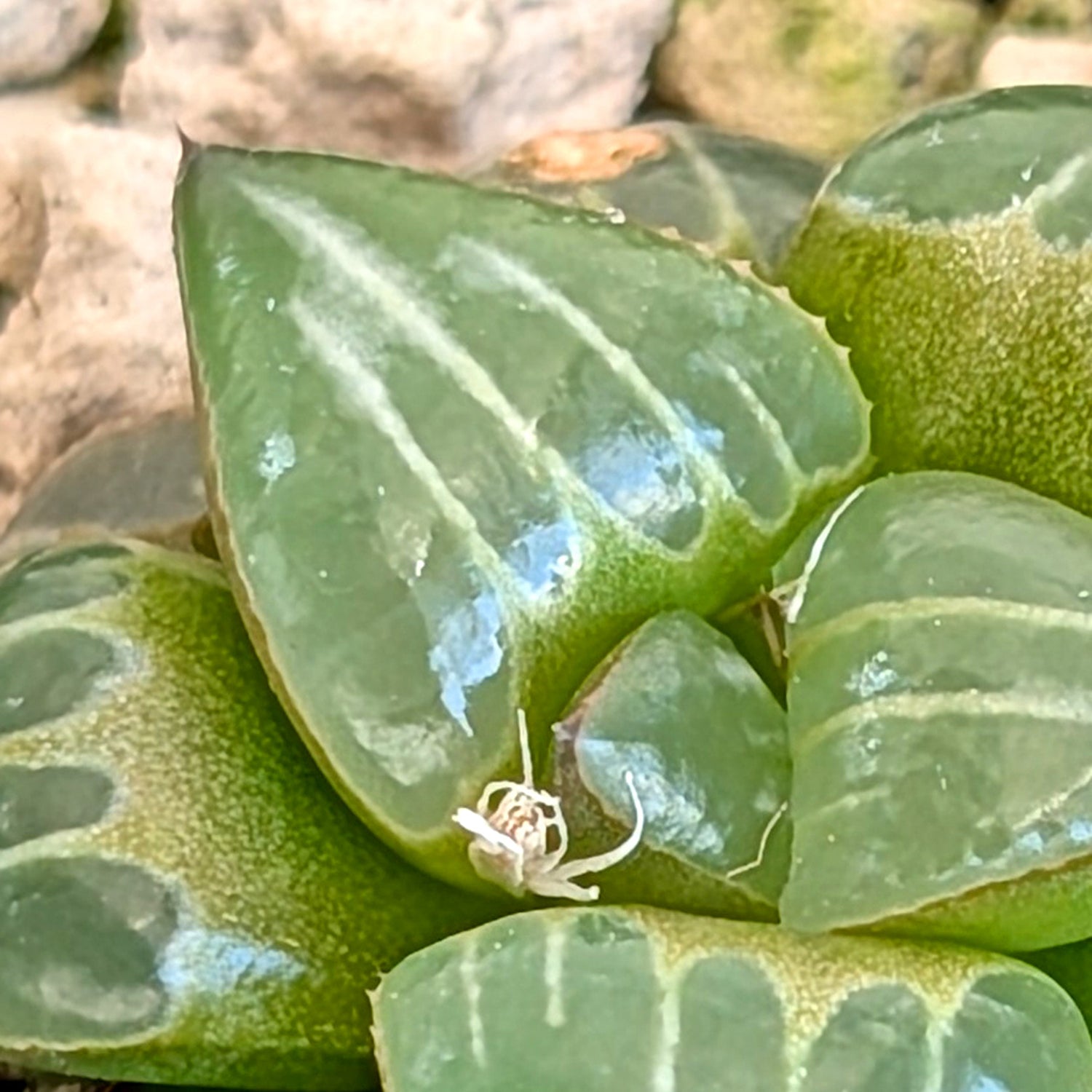 Haworthia PP643 White Widow hybrid series #50