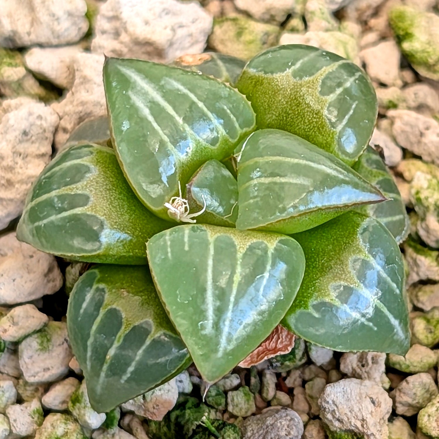 Haworthia PP643 White Widow hybrid series #50