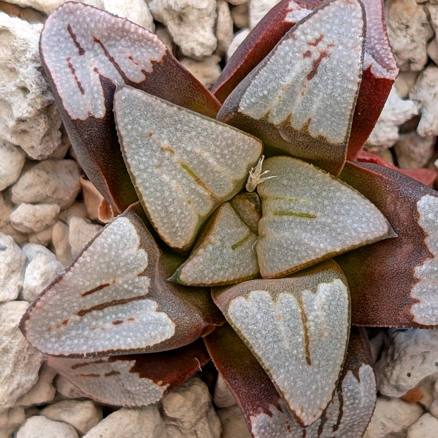 Haworthia hybrid series PP350 #16