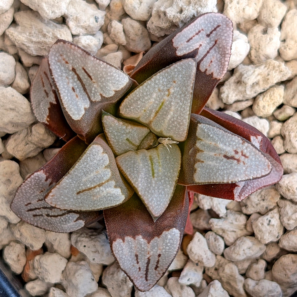 Haworthia hybrid series PP350 #16