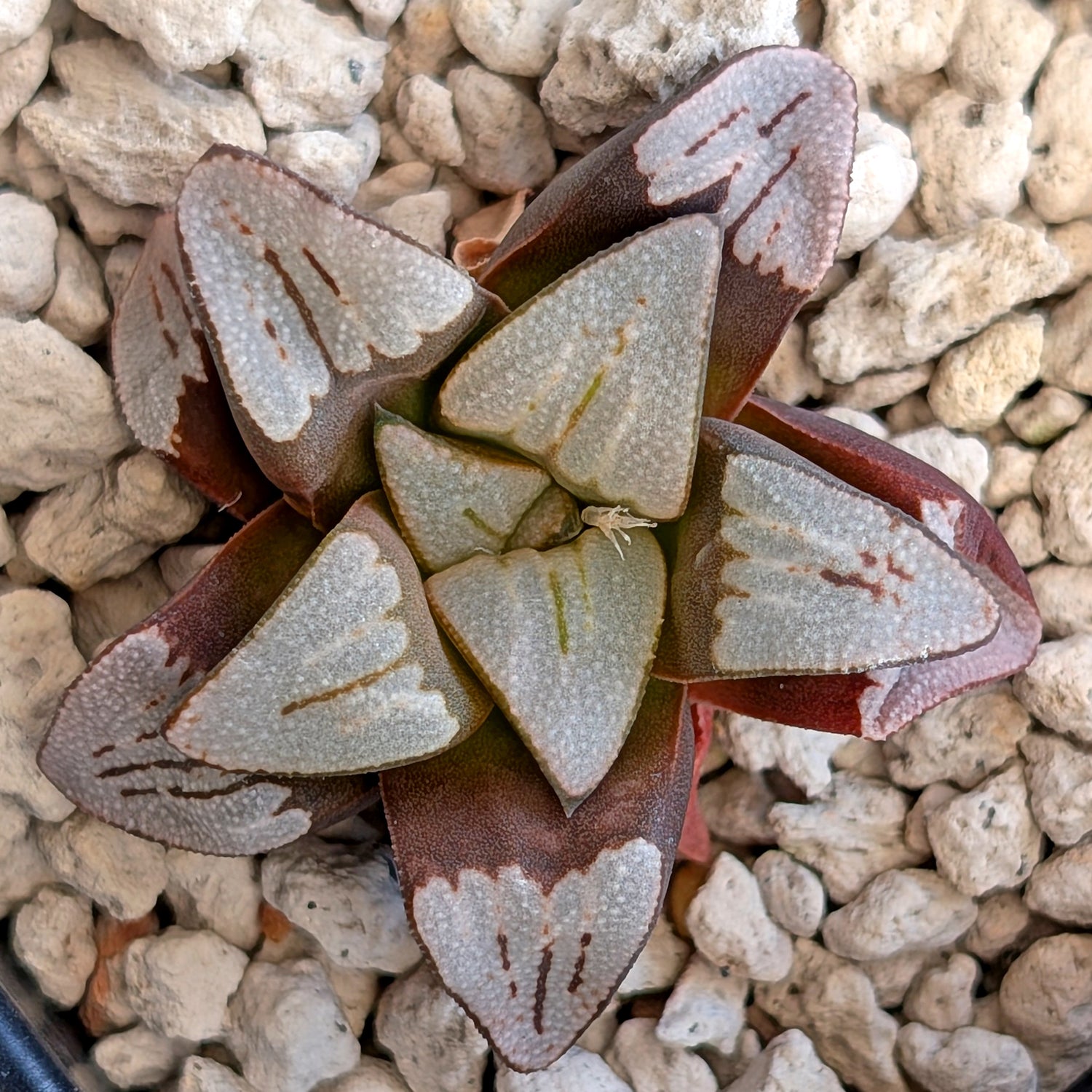 Haworthia hybrid series PP350 #16