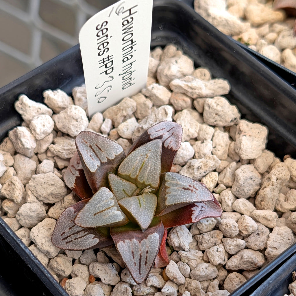 Haworthia hybrid series PP350 #16