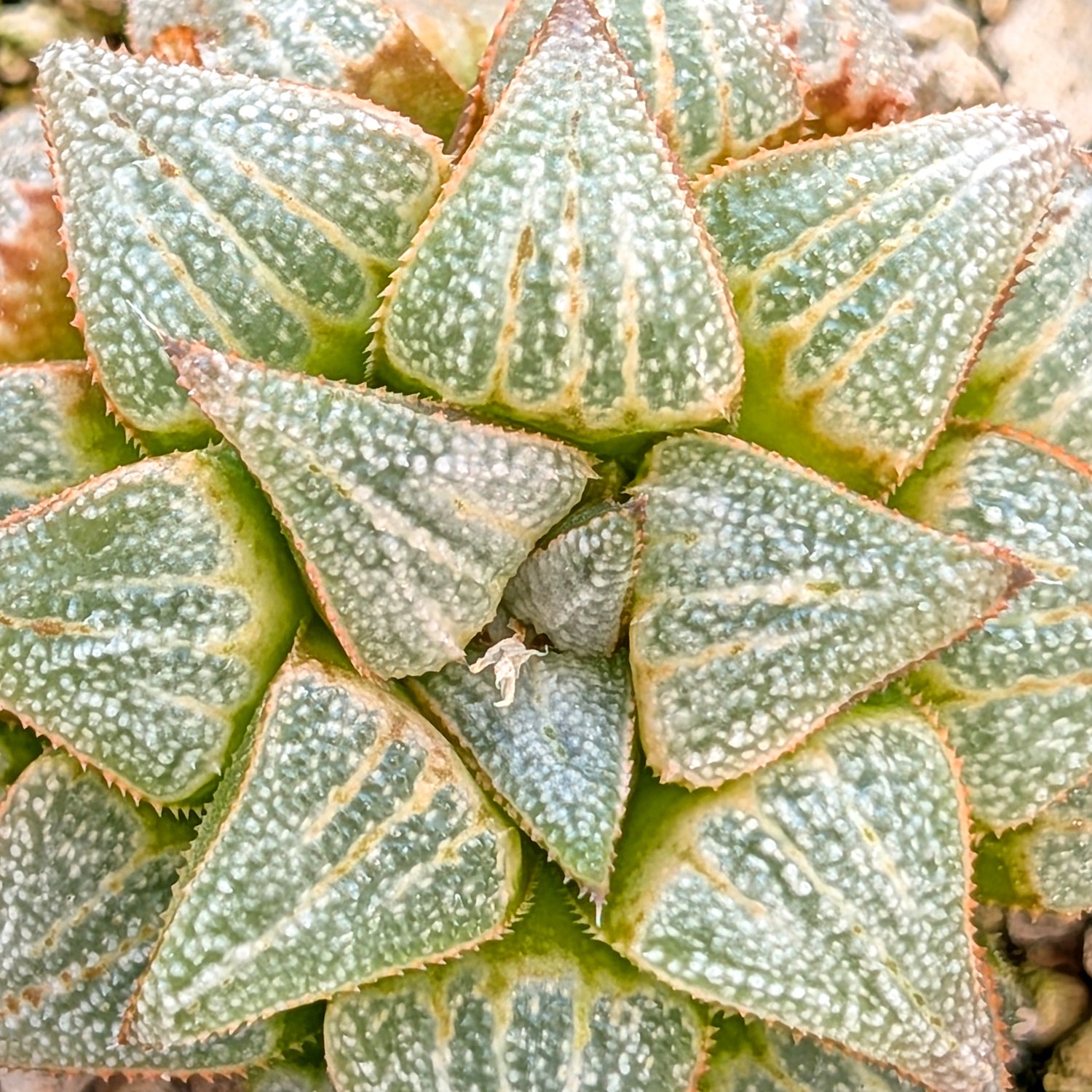Haworthia hybrid series PP355 #38