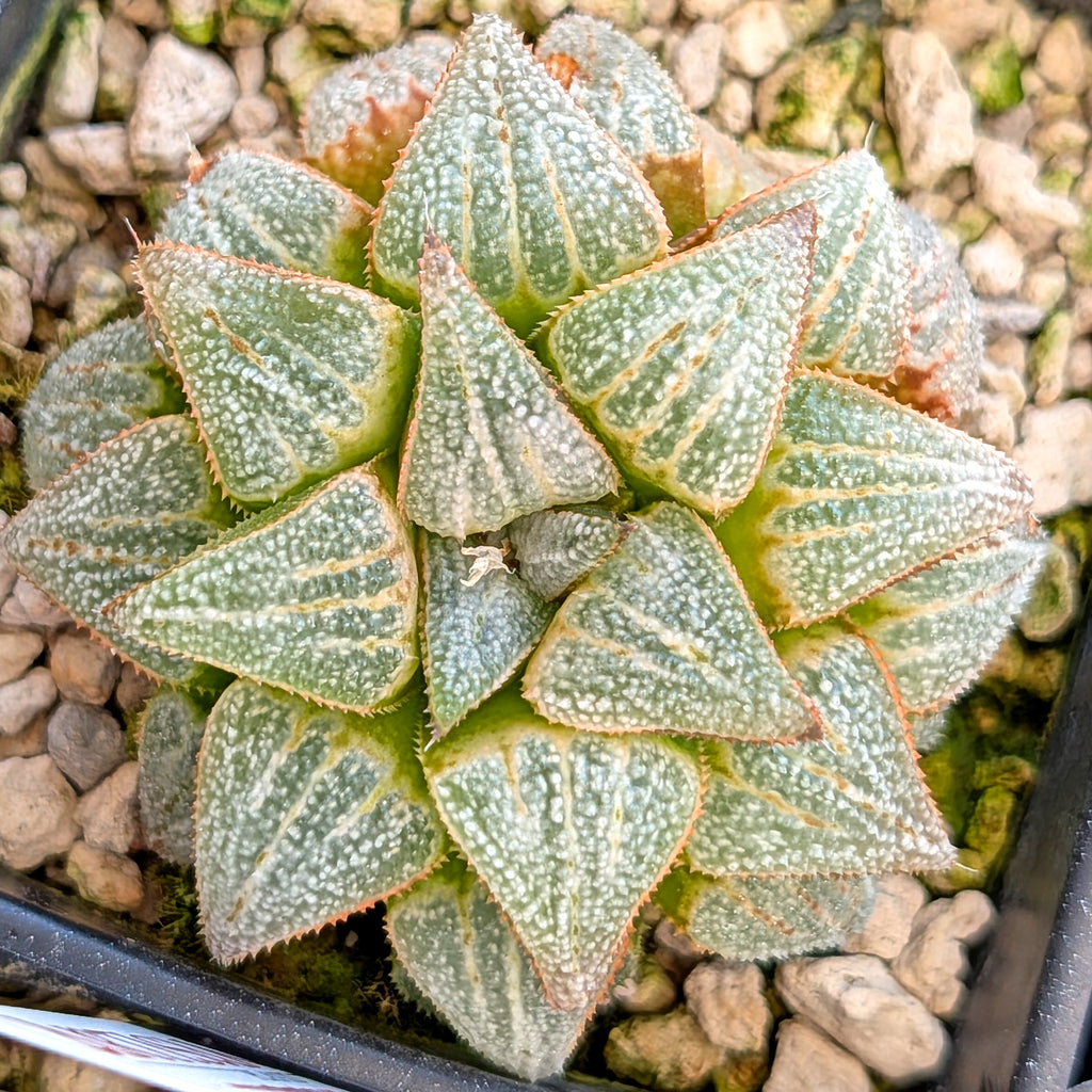 Haworthia hybrid series PP355 #38