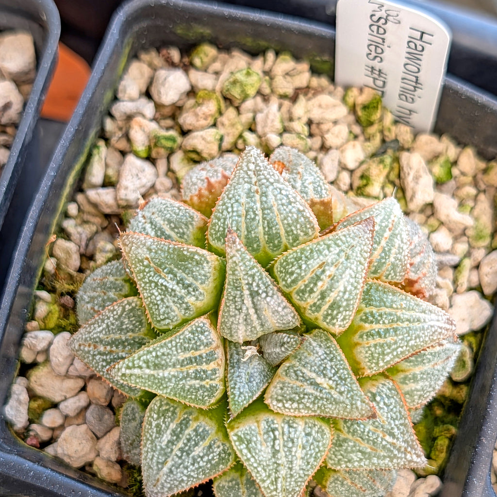Haworthia hybrid series PP355 #38