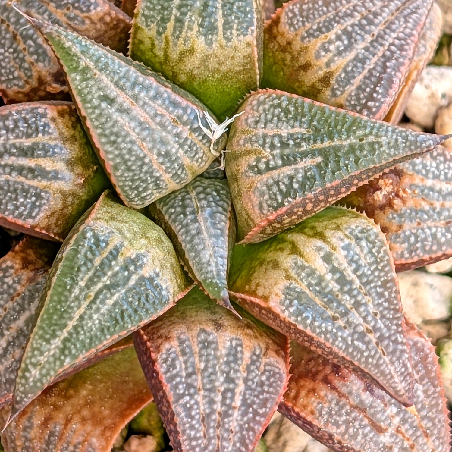 Haworthia hybrid series PP355 #39